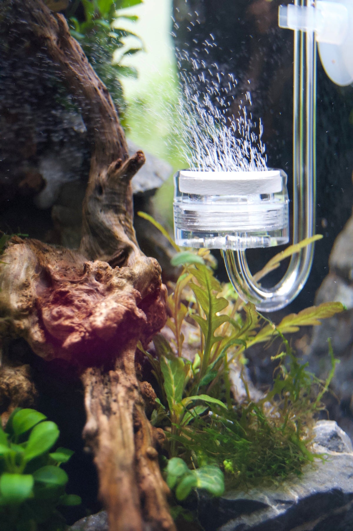 How to Clean a Clogged CO2 Diffuser in a Planted Aquarium