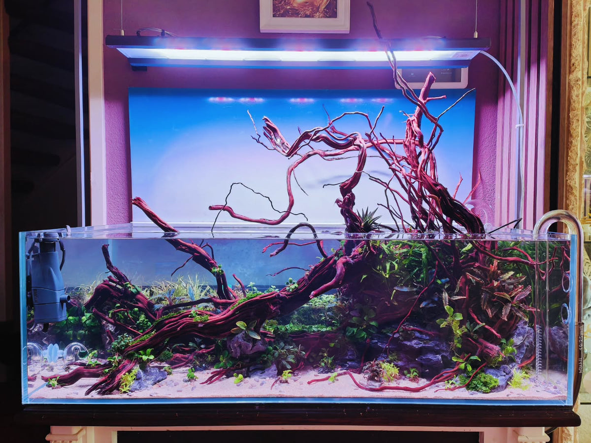 Публикация в Instagram от @aquascapebarendrecht