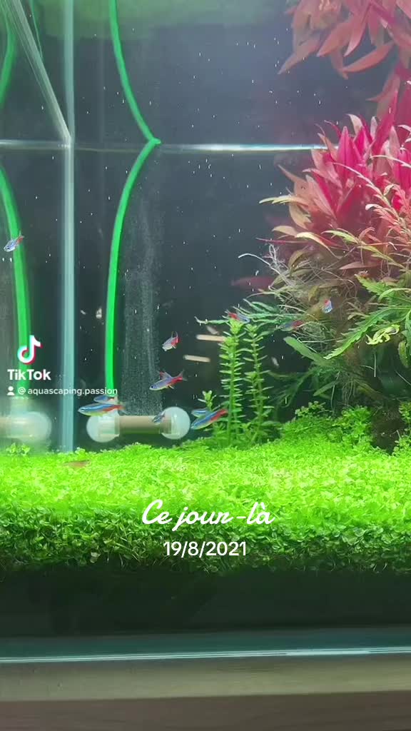 Видео в TikTok от @aquascaping.passion