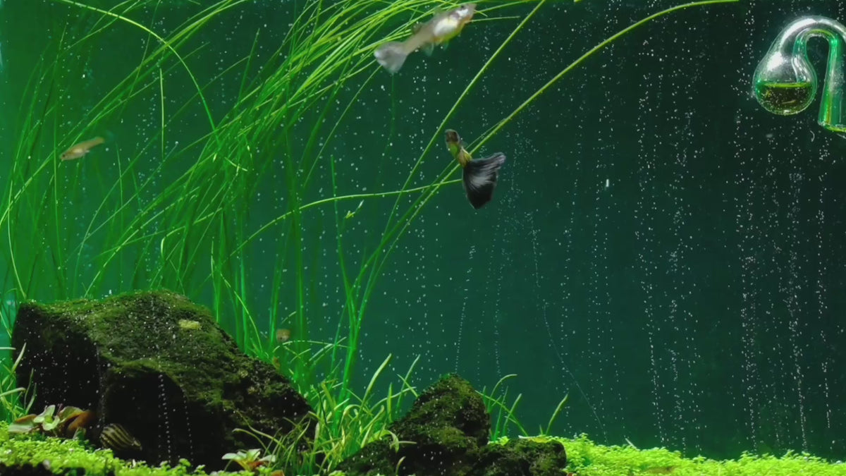 Зареди видео: The most advanced CO2 systems for planted aquariums: dual-stage regulators, diffusers and complete kits
