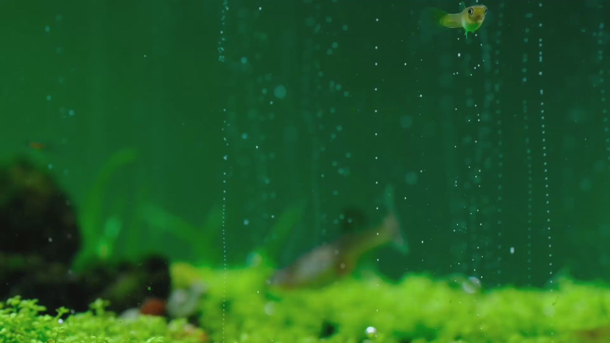 Зареди видео: Carpets need CO2: low, dense plants filling in under steady CO2